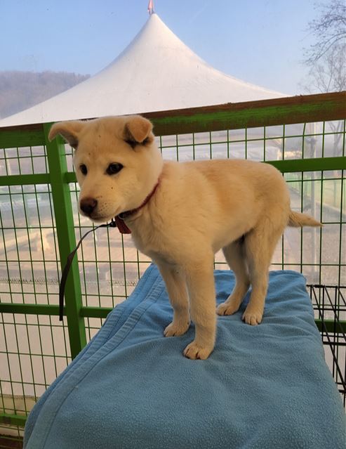 군산유기동물보호센터_445467202500004